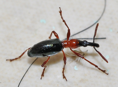 Cylas formicarius