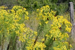 Senecio riddellii