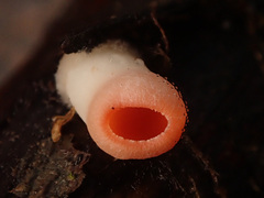 Sarcoscypha austriaca