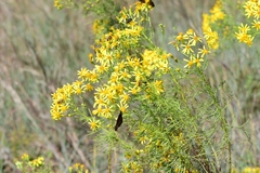 Senecio riddellii