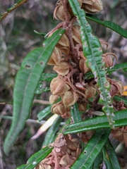 Lasiopetalum ferrugineum