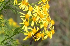 Senecio riddellii