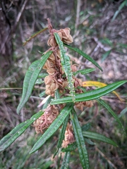 Lasiopetalum ferrugineum