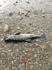 Oncorhynchus keta