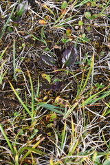 Endocellion sibiricum
