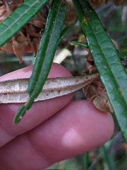 Lasiopetalum ferrugineum