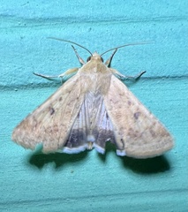 Helicoverpa punctigera