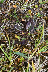 Endocellion sibiricum