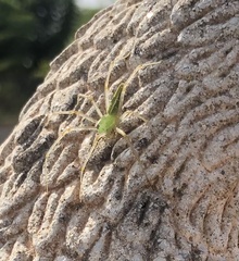 Peucetia viridis