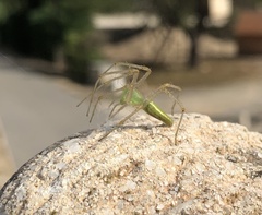 Peucetia viridis