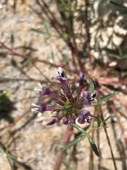 Trifolium willdenovii