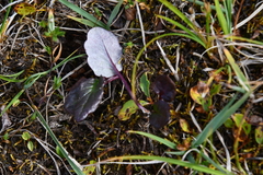Endocellion sibiricum
