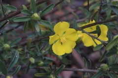 Hibbertia obtusifolia