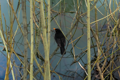 Turdus merula