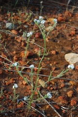 Cryptantha intermedia intermedia