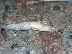 Deroceras reticulatum