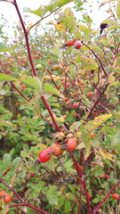 Rosa glabrifolia