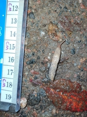 Deroceras reticulatum