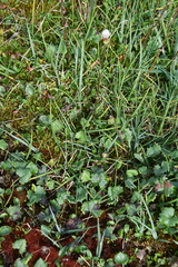 Endocellion glaciale