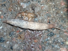 Deroceras reticulatum