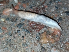 Deroceras reticulatum