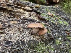 Armillaria gallica