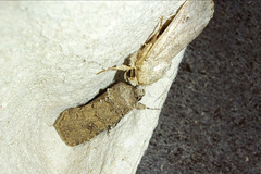 Spodoptera cilium
