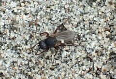 Orygma luctuosum