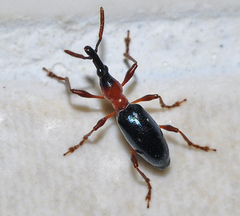 Cylas formicarius