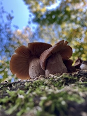 Armillaria gallica