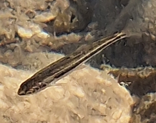 Phoxinus karsticus · iNaturalist