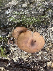 Armillaria gallica