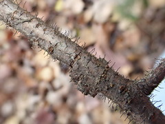 Dermea prunastri