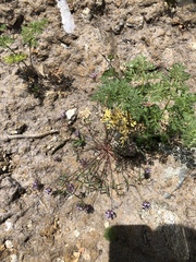 Trifolium willdenovii