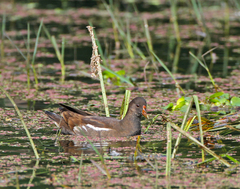 Gallinula chloropus