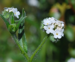 Cryptantha intermedia intermedia