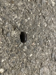 Armadillo officinalis