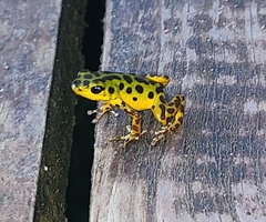 Oophaga pumilio