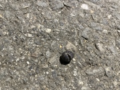 Armadillo officinalis