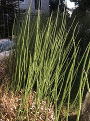 Equisetum