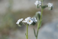 Cryptantha intermedia intermedia