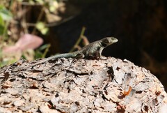 Sceloporus formosus