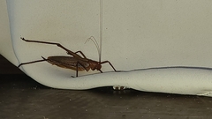 Ischnomela pulchripennis