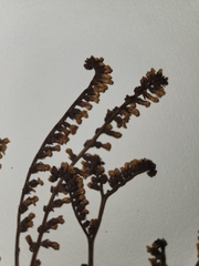 Heliotropium curassavicum