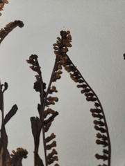 Heliotropium curassavicum