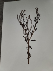 Heliotropium curassavicum