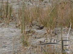 Chordeiles acutipennis