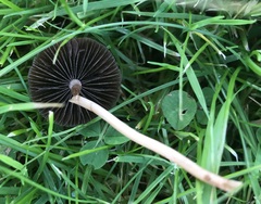 Panaeolus foenisecii