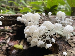 Marasmiellus