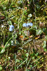 Myosotis asiatica